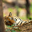 bandhavgarh kanha pench tiger tour